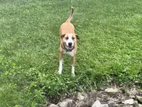 Peanut, a female American Staffordshire Terrier for sale in Greenwood, IN – 6 of 7