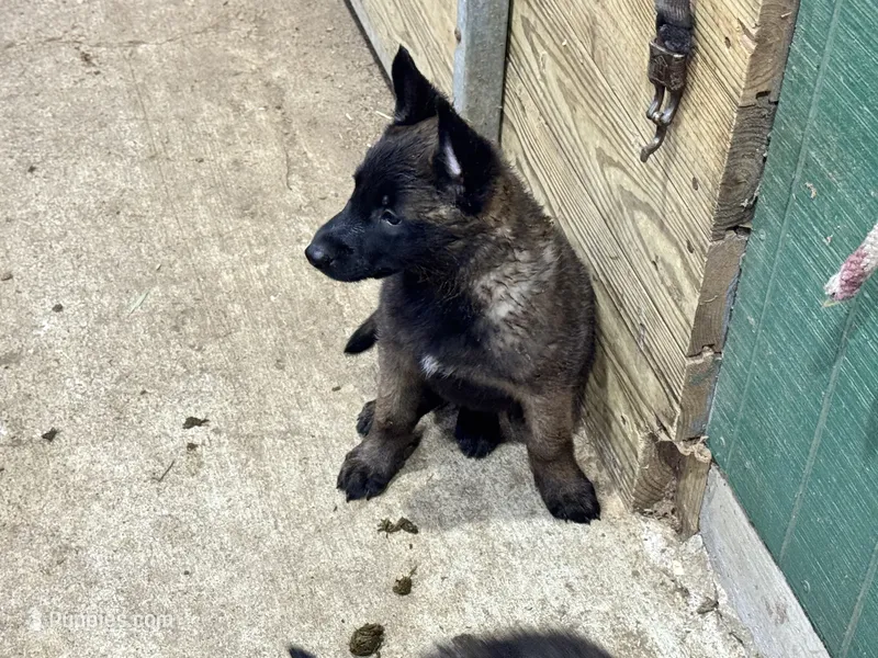 Boy 5 – Belgian Malinois puppy for sale in Greenwood, IN