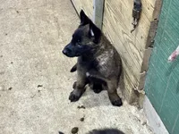 Boy 5, a male Belgian Malinois for sale in Greenwood, IN – 1 of 2