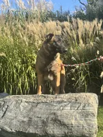 Turbo, a male Belgian Malinois for sale in Greenwood, IN – 3 of 3