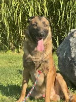 Triage, a male Belgian Malinois for sale in Greenwood, IN – 1 of 5