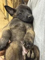 Boy 4, a male Belgian Malinois for sale in Greenwood, IN – 2 of 3