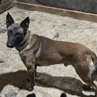 Riot, a male Belgian Malinois for sale in Greenwood, IN – Photo 2 of 9