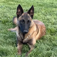 Riot, a male Belgian Malinois for sale in Greenwood, IN – Photo 3 of 9