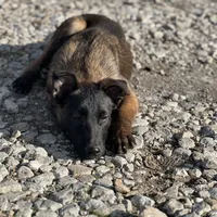 Riot, a male Belgian Malinois for sale in Greenwood, IN – Photo 9 of 9