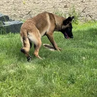 Riot, a male Belgian Malinois for sale in Greenwood, IN – Photo 6 of 9