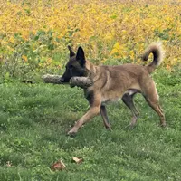 Riot, a male Belgian Malinois for sale in Greenwood, IN – Photo 1 of 9
