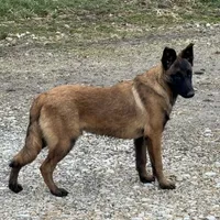 Riot, a male Belgian Malinois for sale in Greenwood, IN – Photo 5 of 9