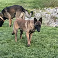 Riot, a male Belgian Malinois for sale in Greenwood, IN – Photo 7 of 9