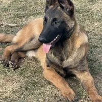 Riot, a male Belgian Malinois for sale in Greenwood, IN – Photo 4 of 9