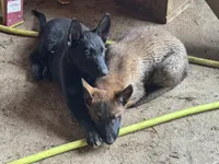 Boy 1, a male Belgian Malinois for sale in Greenwood, IN – 2 of 8