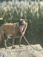 Tigger, a male Belgian Malinois for sale in Greenwood, IN – 2 of 3