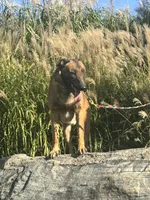 Triage, a male Belgian Malinois for sale in Greenwood, IN – 3 of 5