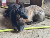 Girl 1, a female Belgian Malinois for sale in Greenwood, IN – 6 of 6