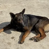 Tank (sold), a male Belgian Malinois and German Shepherd Dog for sale in Greenwood, IN – Photo 4 of 10