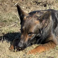 Tank (sold), a male Belgian Malinois and German Shepherd Dog for sale in Greenwood, IN – Photo 2 of 10