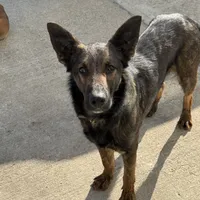 Tank (sold), a male Belgian Malinois and German Shepherd Dog for sale in Greenwood, IN – Photo 3 of 10