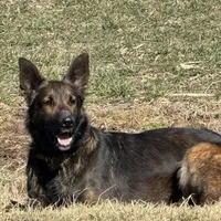 Tank (sold), a male Belgian Malinois and German Shepherd Dog for sale in Greenwood, IN – Photo 1 of 10