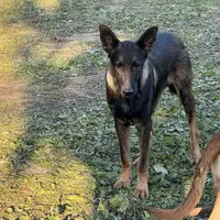 Tank (sold), a male Belgian Malinois and German Shepherd Dog for sale in Greenwood, IN – Photo 7 of 10