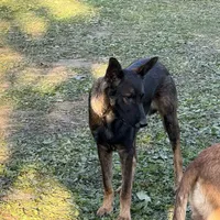 Tank (sold), a male Belgian Malinois and German Shepherd Dog for sale in Greenwood, IN – Photo 8 of 10