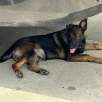 Tank (sold), a male Belgian Malinois and German Shepherd Dog for sale in Greenwood, IN – Photo 9 of 10
