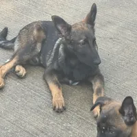 Tank (sold), a male Belgian Malinois and German Shepherd Dog for sale in Greenwood, IN – Photo 10 of 10