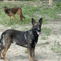 Tank (sold), a male Belgian Malinois and German Shepherd Dog for sale in Greenwood, IN – Photo 6 of 10