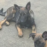 Tank (sold), a male Belgian Malinois and German Shepherd Dog for sale in Greenwood, IN – Photo 5 of 10