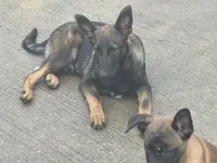 processed/17fec328-e62e-41e4-bb6f-b78f92a5b86b/listing/8610c4dc-6e00-4c3a-bfc0-ca6a354f8ccf/c58da66a-00b1-4684-aadb-3624eaf3ab02