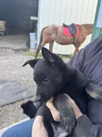 Girl 2, a female Belgian Malinois for sale in Greenwood, IN – 1 of 4
