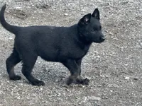 Girl 2, a female Belgian Malinois for sale in Greenwood, IN – 3 of 4