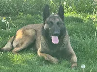 Girl 2, a female Belgian Malinois for sale in Greenwood, IN – 4 of 4