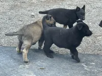 Girl 2, a female Belgian Malinois for sale in Greenwood, IN – 2 of 4
