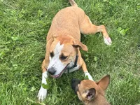 Peanut, a female American Staffordshire Terrier for sale in Greenwood, IN – 5 of 7