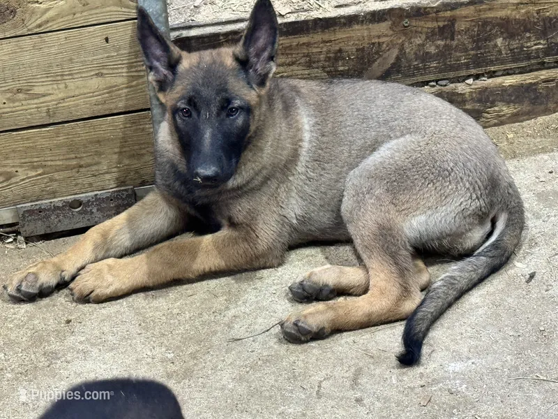 Boy 4 – Belgian Malinois puppy for sale in Greenwood, IN