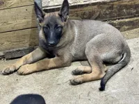 Boy 4, a male Belgian Malinois for sale in Greenwood, IN – 3 of 3