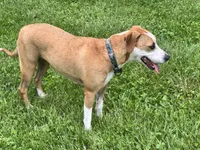 Peanut, a female American Staffordshire Terrier for sale in Greenwood, IN – 3 of 7