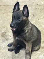 Boy 2, a male Belgian Malinois for sale in Greenwood, IN – 2 of 2