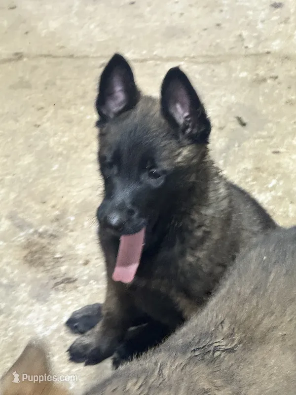 Boy 2 – Belgian Malinois puppy for sale in Greenwood, IN