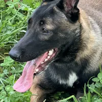 Chaos, a female Belgian Malinois for sale in Greenwood, IN – Photo 3 of 4