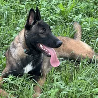 Chaos, a female Belgian Malinois for sale in Greenwood, IN – Photo 2 of 4