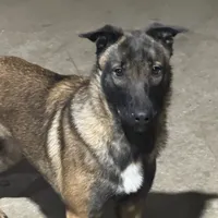 Chaos, a female Belgian Malinois for sale in Greenwood, IN – Photo 4 of 4