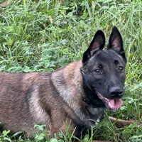 Chaos, a female Belgian Malinois for sale in Greenwood, IN – Photo 1 of 4