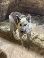 Diesel, a male German Shepherd Dog for sale in Greenwood, IN – 3 of 3