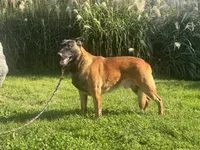 Turbo, a male Belgian Malinois for sale in Greenwood, IN – 2 of 3