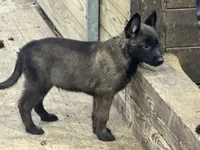 Boy 3, a male Belgian Malinois for sale in Greenwood, IN – 2 of 2
