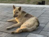 Diesel, a male German Shepherd Dog for sale in Greenwood, IN – 2 of 3