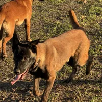 Turbo (sold), a male Belgian Malinois for sale in Greenwood, IN – Photo 3 of 3