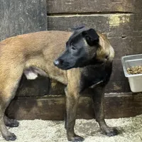 Turbo (sold), a male Belgian Malinois for sale in Greenwood, IN – Photo 1 of 3
