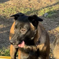 Turbo (sold), a male Belgian Malinois for sale in Greenwood, IN – Photo 2 of 3